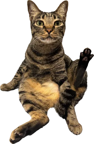Toto, the Stonks cat